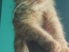 Female Cat Persian