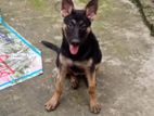 Female German Shepherd