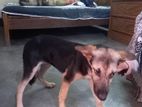 Female German shepherd