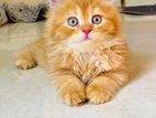Female Ginger cat
