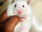 female hamster mouse