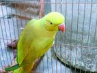 Female Indian ringneck tiya pakhi bikre hobe