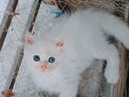 Female kitten (blue eyes)