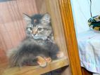 Female Kitten