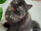 Female Kitten(tripple Coat Persian)