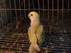 female love bird