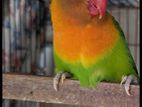 Female Love Bird