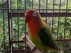 female love bird
