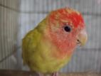 Female Love bird Sell hobe