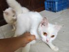 Female Mixed Breed