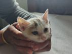 FEMALE MIXED BREED cat