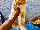 female parshan cat