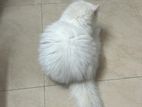 Female Persian cat- 4-5 months old, Potty trained