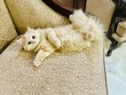 Female Persian Cat Adult