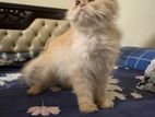 female persian cat