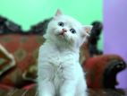 Female Persian Cat