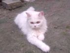 Female Persian Cat