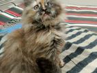 Female Persian cat