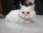 Female Persian cat