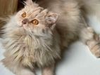 Female Persian Cat