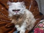 Female Persian cat for sale