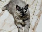 Female persian cat
