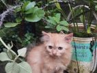 Female Persian Cat