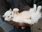 Female Persian Cat Odd Eye