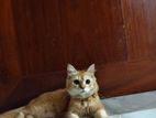 Female persian cat sell