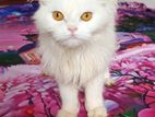 Female Persian cat sell