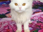 Female Persian cat sell