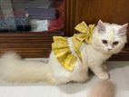 Female Persian Cat triple coat White