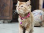 Female persian Kitten