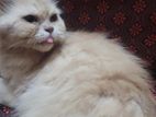 Female Persian Kitten