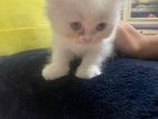 female persian kitten