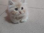 Female Persian Kitten