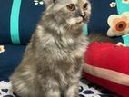 female Persian kitten