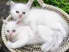 Female Persian kitten