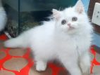 Female Persian Kitten Long Coat 100% Pure Bloodline