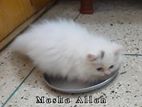 Female Persian Kitten Long Coat 100% Pure Bloodline