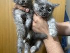 Female Persian Kittens