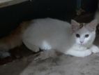 Female, Persian Mixed Breed
