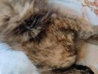 Female persian Mixed New Adult