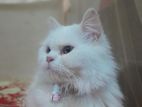 Female Persian triple coat adult cat