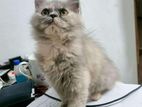 Female Persian Triple Coat Cat