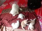 Female persian with 5 babies sell combo.