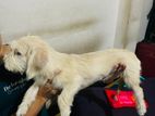 Female Puppy