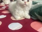 Female pure Persian cat