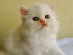 Female Pure persian cat