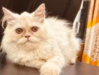 Female Pure Persian Cat